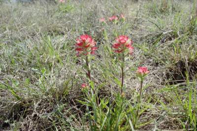 TEXAS-FLOWERS PAINTBRUSH.JPG
